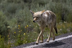 Coyote