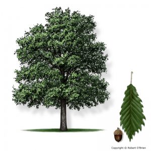 Tree-Chinkapin Oak