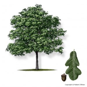 Tree -Lacey Oak