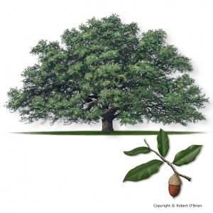 Tree-Live Oak